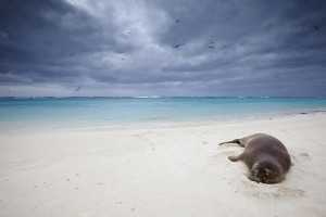 Midway Atoll