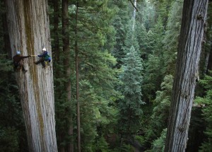 Sequoia Trees