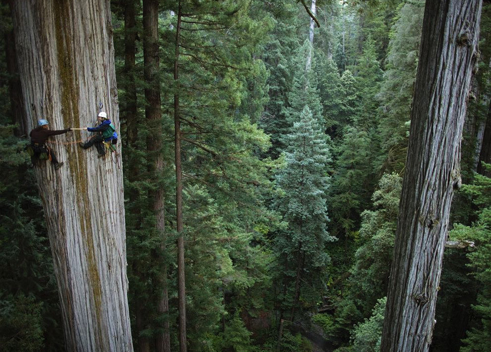 Sequoia Trees