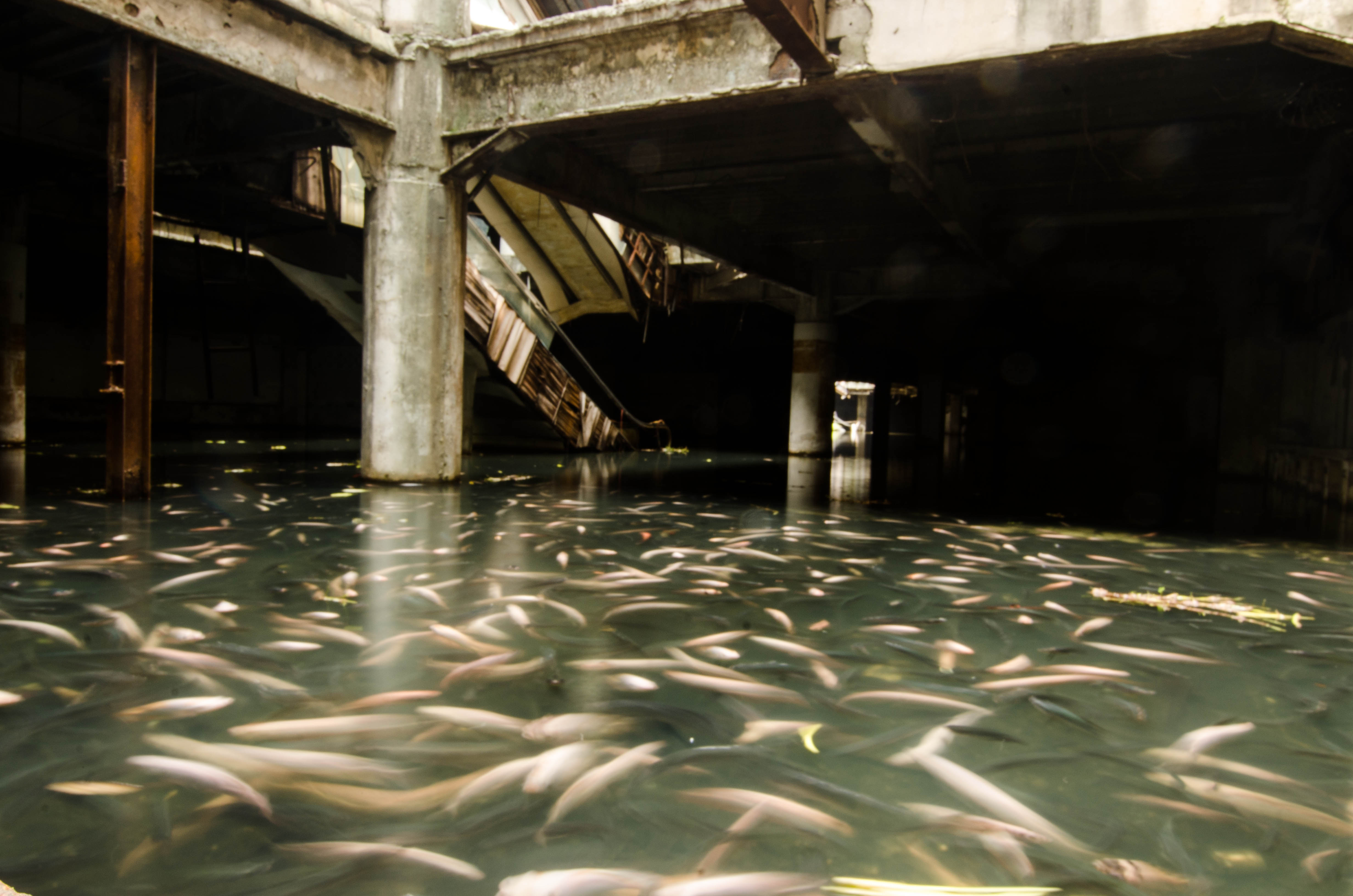 abandoned shopping mall