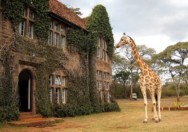 Giraffe Manor Luxurious Retreat With The Endangered Giraffes   Giraffe Manor 