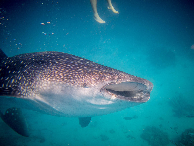 whale shark