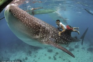 whaleshark