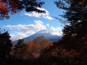 Aokigahara