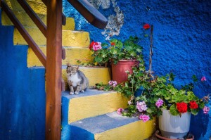 cat greece