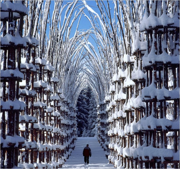 tree cathedral