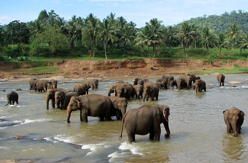 Pinnawala Elephant Orphanage