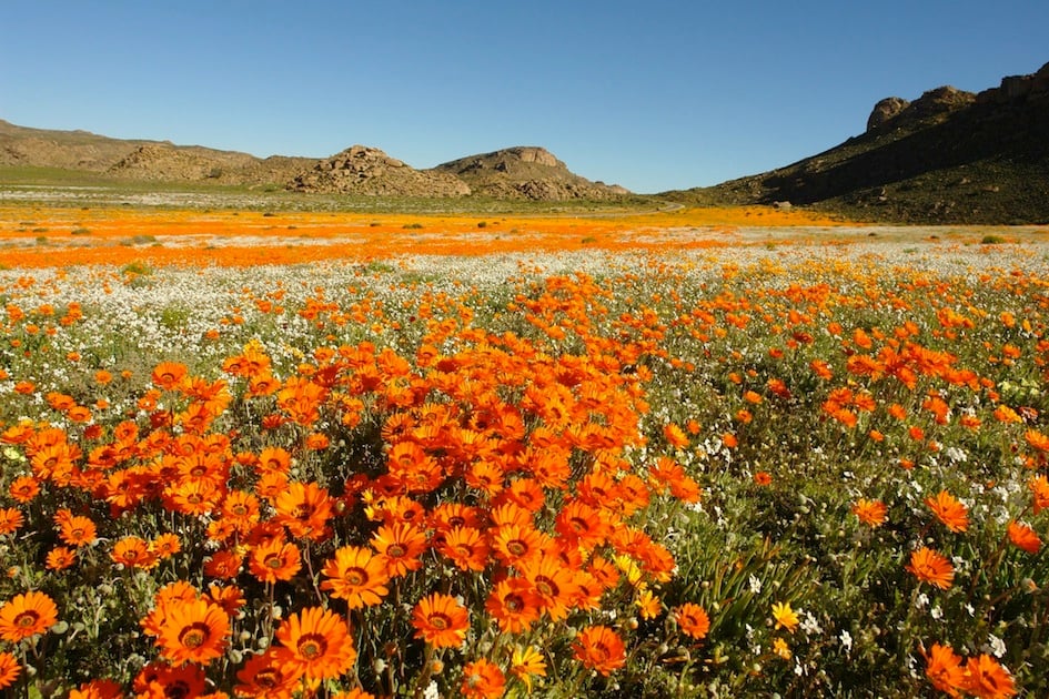 Namaqualand: The Flowering Desert of South Africa