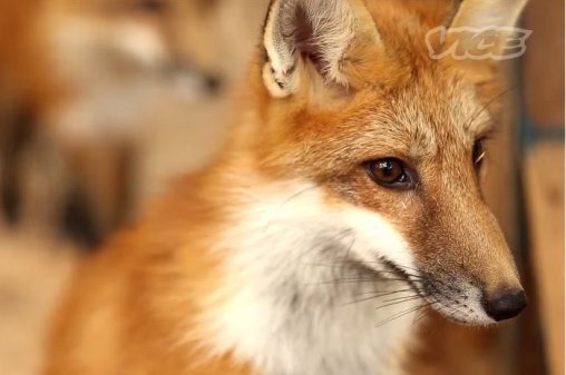 fox village japan