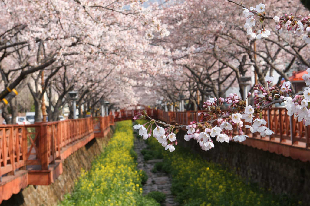 korea cherry blossom