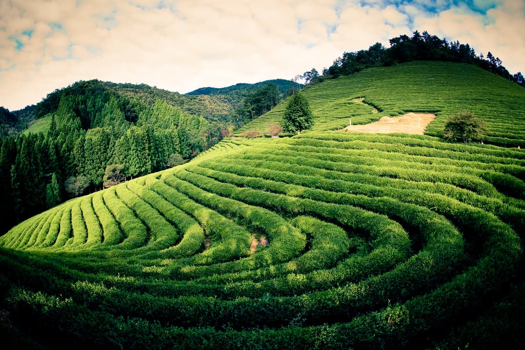 Boseong Green Tea Festival in Korea