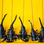 Scorpion Snack in Thailand