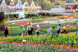 Tulips in Korea