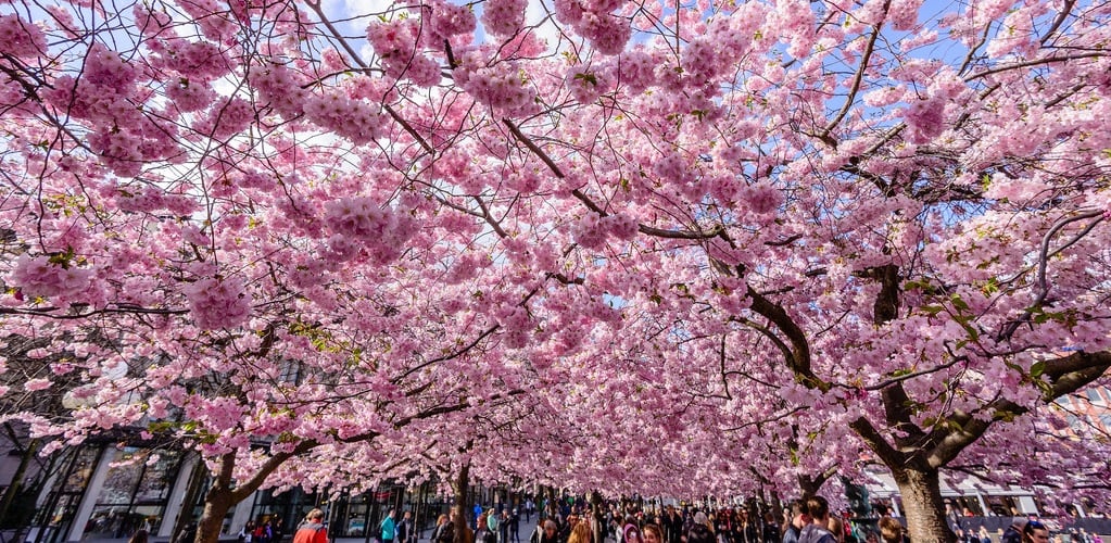 9 Cherry Blossom Destinations Beyond Japan, Korea & Taiwan