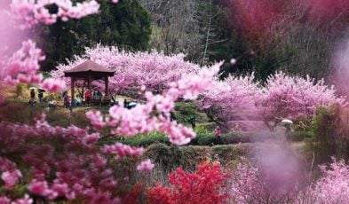 taiwan cherry blossoms